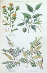 Planten gebruikt bij het verven, plaat uit een botanische studie, gegraveerd door J. Bishop, 1872